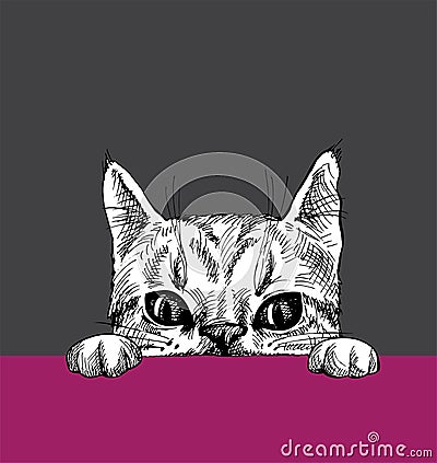 The cat looks out Vector Illustration