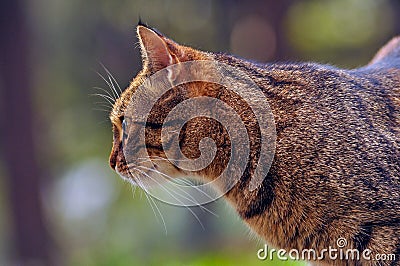 Cat Stock Photo