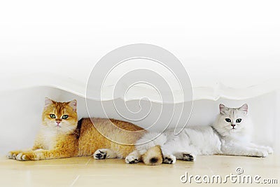 Cat lovers Stock Photo