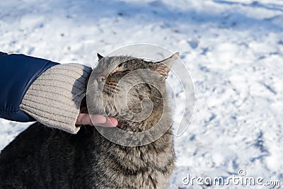 The cat loves caress Stock Photo