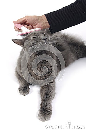 Cat that loves grooming Stock Photo