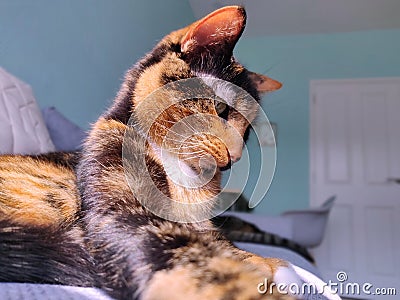 Cat lying on a couch Stock Photo