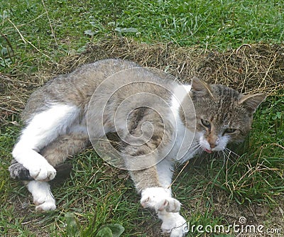 Cat lying down on grass Stock Photo