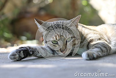 A cat lying on the floor with eyes staring ahead. Stock Photo