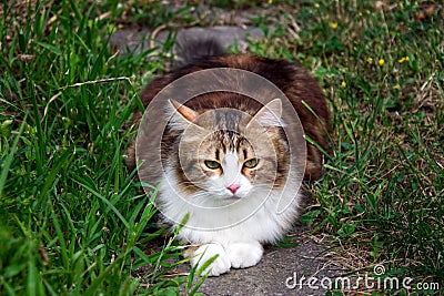 Cat lying on stone in between grass Stock Photo