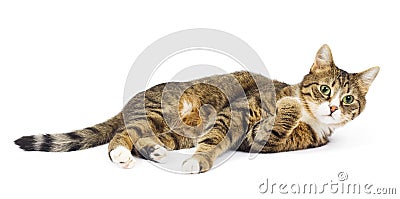 Cat lying. Surprised look. Round eyes. Isolated Stock Photo