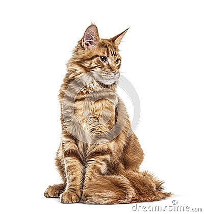 Cat, Main coon ginger, looking down, isolated Stock Photo