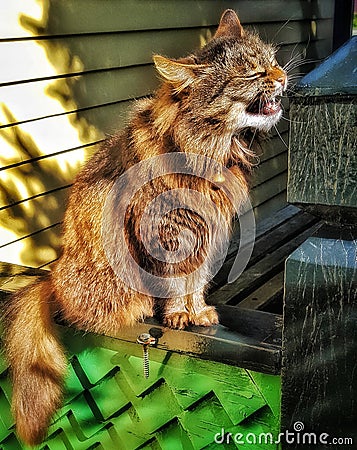 Cat making a funny face Stock Photo