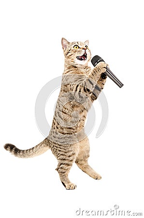 Cat with microphone Stock Photo