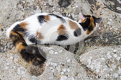 Cat mimicry on a rock Stock Photo