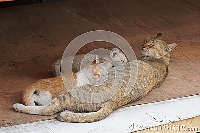 Cat mother feed kitty Stock Photo