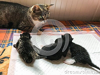 The cat mother looks after the baby. Stock Photo