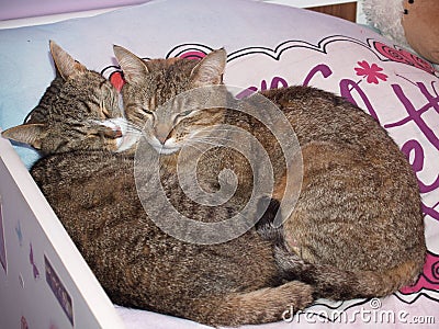 Cat mother's love Stock Photo