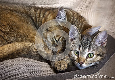 Cat mother are sleeping with her tabby kitty baby in home Stock Photo