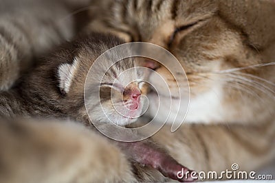 Cat mother and young kitten sleeping cheek to cheek together Stock Photo