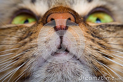 Cat mouth and nose close-up Stock Photo