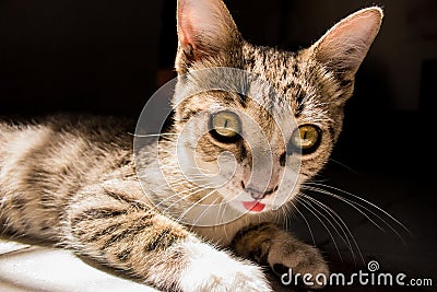 A cat name Adhara Stock Photo