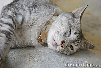 American Short hair Cat Napping Stock Photo