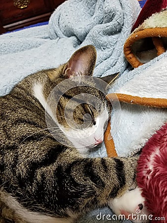 Cat naps on fluffy blankets Stock Photo