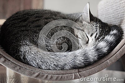 Cat Naps Stock Photo