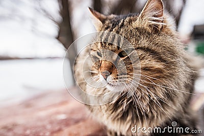 Cat with narrowed eyes on the street Stock Photo