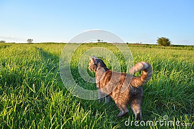 Cat in nature Stock Photo