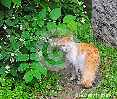 Cat near jasmine bush Stock Photo