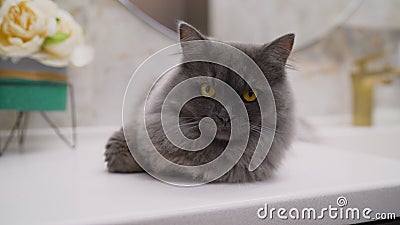 A cat near a white sink in a design room. Cozy home Scandinavian interior. A domestic cat lies near the bathroom sink Stock Photo