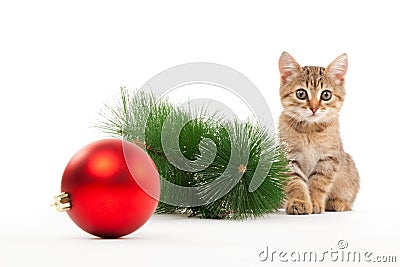 Cat with a new year ball Stock Photo