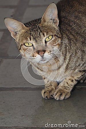 The cat in a nice pose looked there Stock Photo