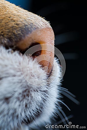 Cat nose closeup sideview Stock Photo