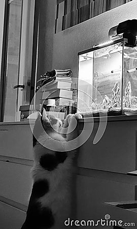 A cat observes the aquarium, Animal, Pet, Mammal Stock Photo