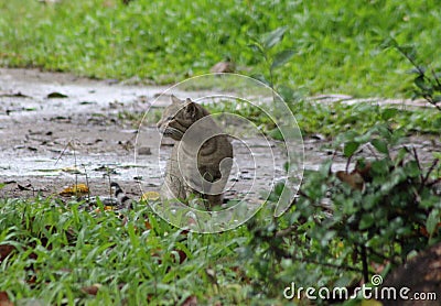 Cute cats are looking something Stock Photo