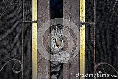 cat is opening steel slide door. Stock Photo