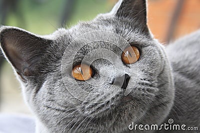 Cat with orange eyes, British blue shorthair Stock Photo