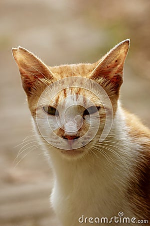 Cat orange face Handsome Stock Photo