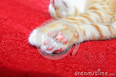 Cat orange. kitten showing pink paw on red background Stock Photo
