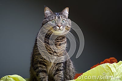 Cat in orange paper holes peeping from torn background, Stock Photo