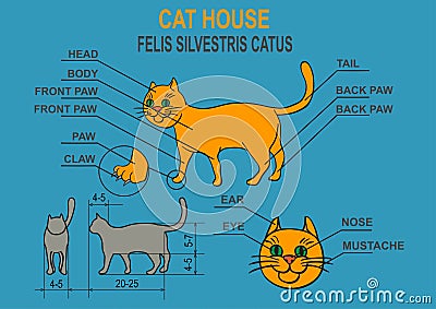 Cat ordinary home. Infographics. Vector Illustration