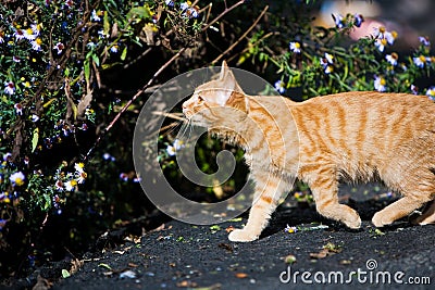 Cat outdoors Stock Photo