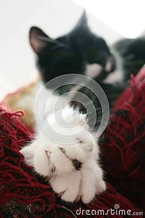 Cat outstretched on sofa Stock Photo