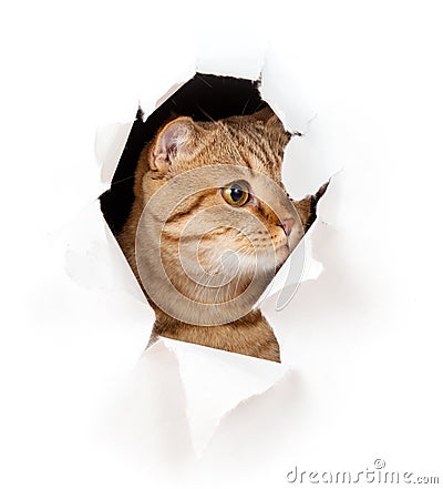 Cat in paper side torn hole isolated Stock Photo