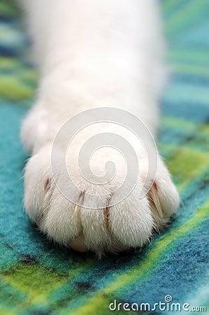 Cat paw Stock Photo