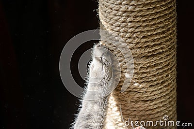 Cat paw on black background with claws Stock Photo