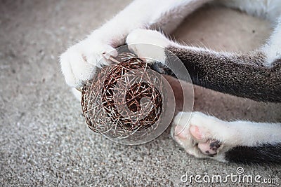 Cat paw with claws out Stock Photo