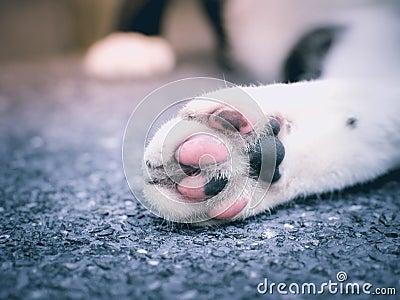 Cat paw Stock Photo