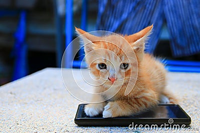 Cat paw of kitten orange-red small on cell phone Select focus with shallow depth of field Stock Photo