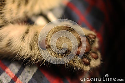 Cat paw Stock Photo