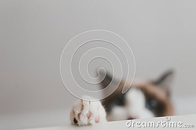 Cat paw Stock Photo