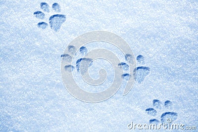 Cat paw tracks on the snow Stock Photo